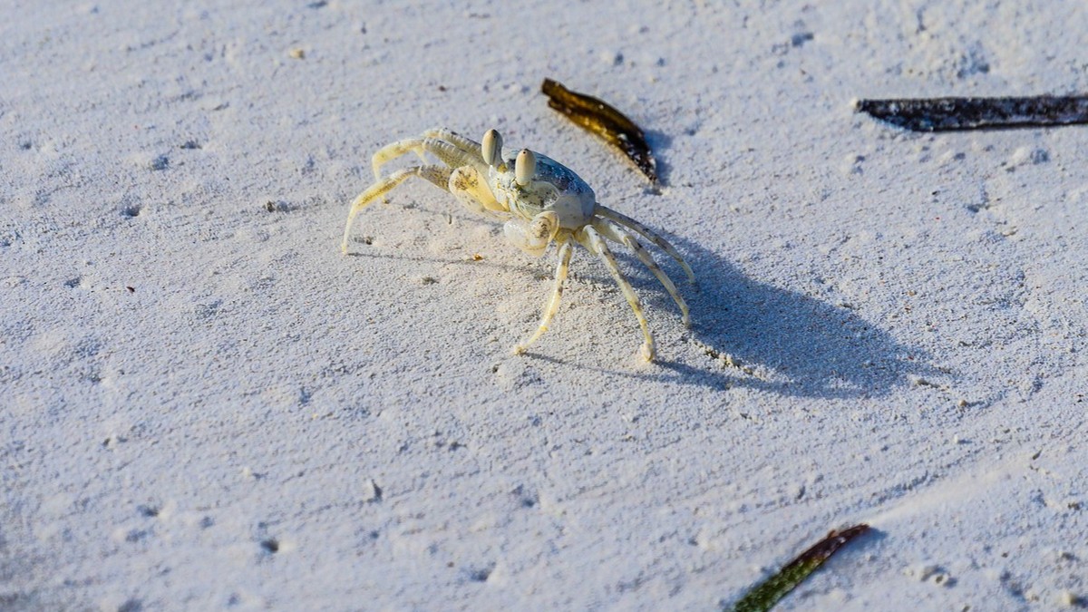 Alaska: Miliardy krabów zniknęły z oceanu. Okazało się, że zginęły z głodu