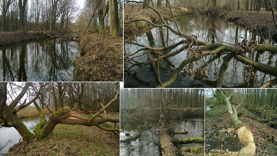 Nad brzegiem Szprotawy na Dolnym Śląsku. Fot. Nierob / TwojaPogoda.pl