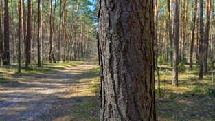 22.03.2022 06:01 Wybierz się z nami na relaksacyjny spacer w Światowy Dzień Lasów. Posłuchaj dźwięków natury