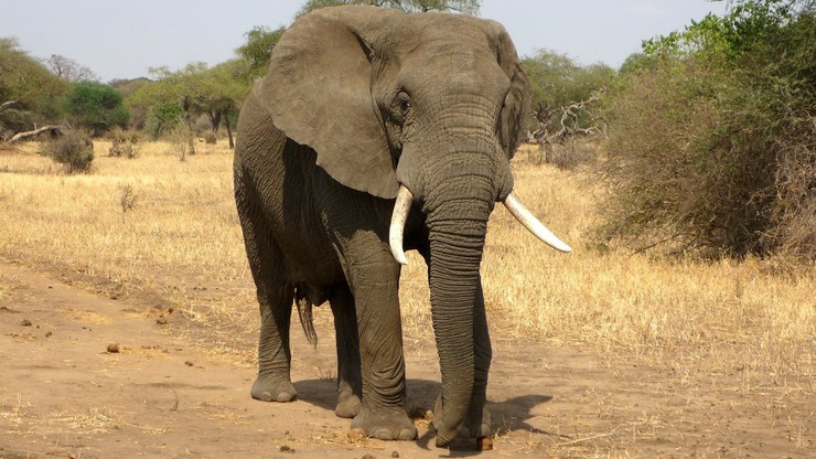 Nowe pole naftowe na granicy Namibii i Botswany zagrozi życiu 130 tys. słoni