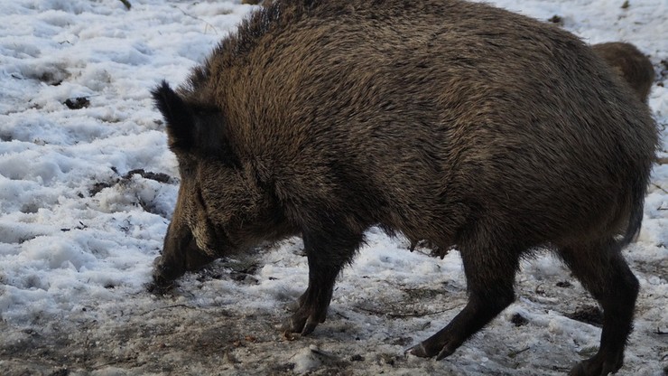 Intensywny odstrzał dzików w Czechach w związku z afrykańskim pomorem świń