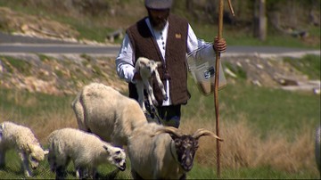 Góry Izerskie: zamiast kosiarek zatrudnili owce