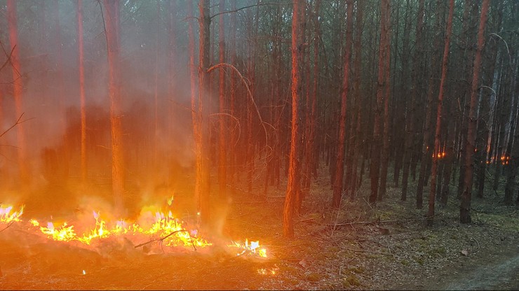 Seria pożarów w lasach. Nagrody w zamian za informacje o podpalaczach