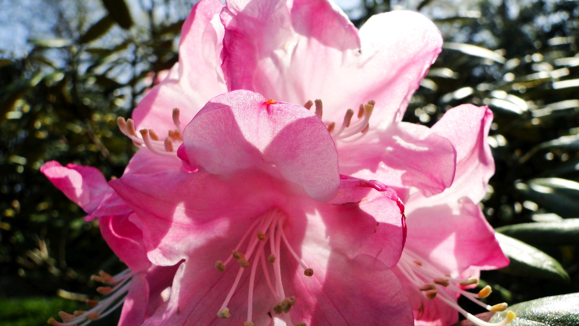 Wiosna radosna - zdjęcie 36