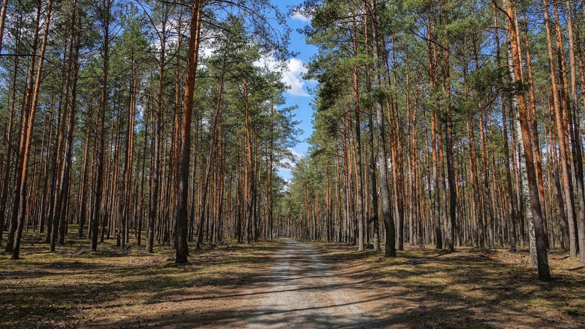Całe piękno późnej wiosny - zdjęcie 22