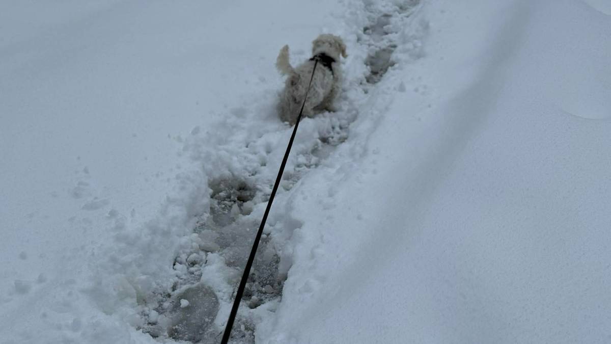 Śnieżyca na Podkarpaciu spowodowała awarie linii energetycznych, 80 tys. gospodarstw bez prądu