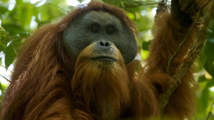 Odkryto nowy gatunek orangutana. "To ekscytujące, opisywać nowy gatunek małp człekokształtnych w XXI wieku"