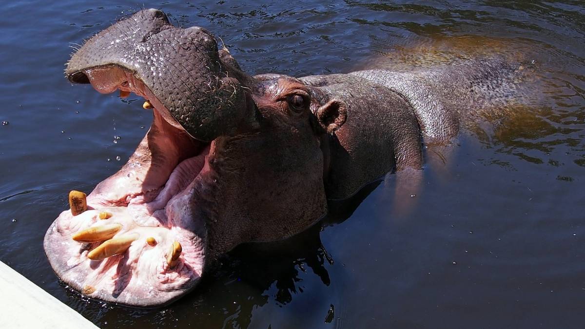 Nie żyje najstarsza hipopotamica w Polsce. Pelagia miała 40 lat
