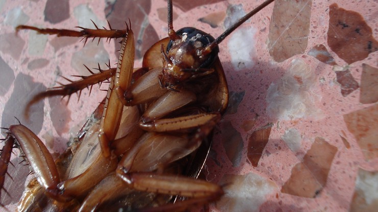 Zoo w San Antonio pozwoli ci nazwać karalucha imieniem byłego z okazji walentynek