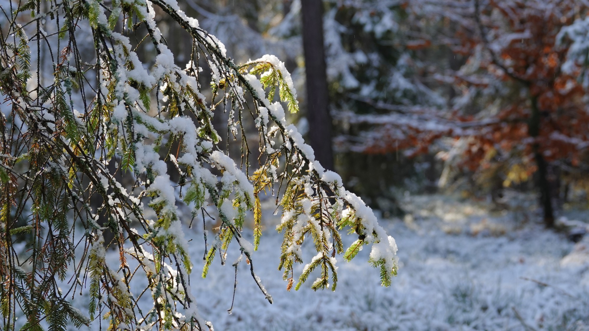 Oblicza zimy - zdjęcie 16