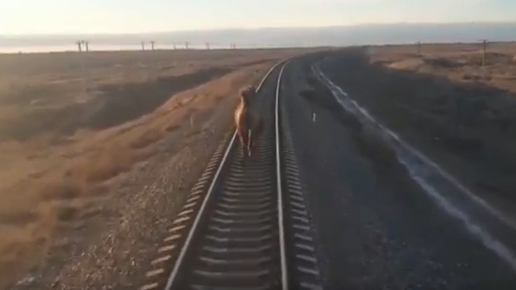 Uparty wielbłąd w Rosji. Biegł po torach, tuż przed pociągiem