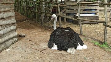 Wyrok dla oprawcy strusia. Sąd podjął decyzję w bulwersującej sprawie