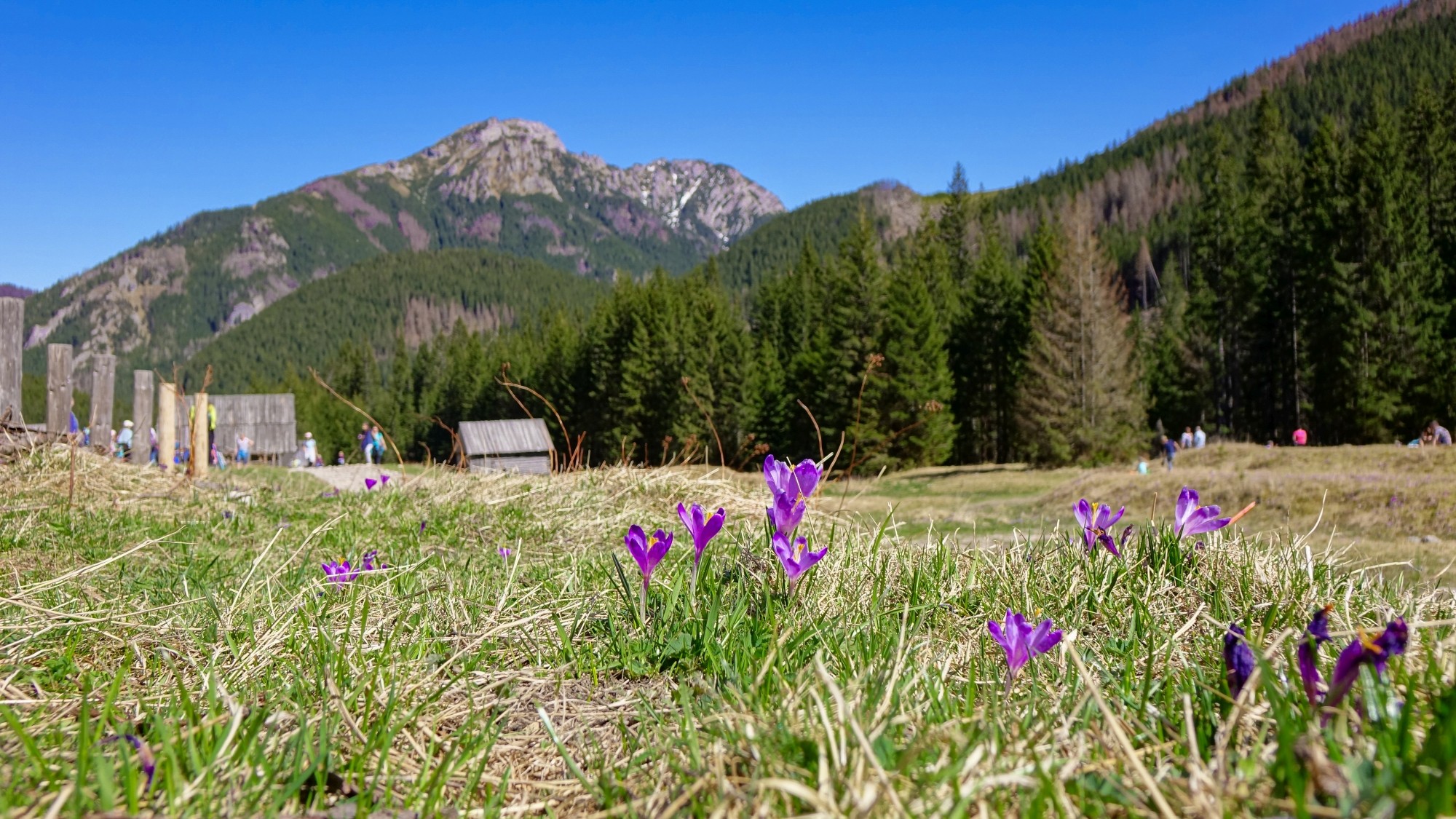Tatrzańskie krokusy - zdjęcie 8