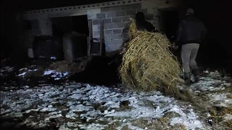 Nieżywa krowa i martwe cielaki przywiązane do ściany w gospodarstwie na Lubelszczyźnie
