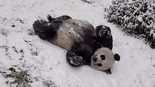 02.02.2021 06:00 Pandy kochają zabawę na śniegu. To nagranie potrafi rozbawić nawet największego przeciwnika zimy