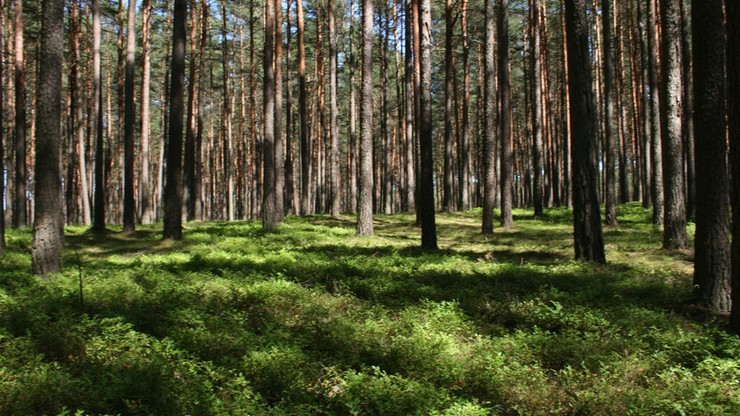40 mln euro z programu LIFE na ochronę przyrody w Polsce