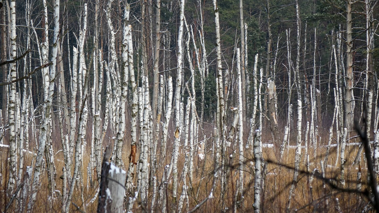 Styczeń w obiektywie - zdjęcie 32