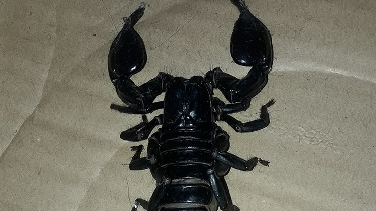 Jeden z największych skorpionów na świecie znaleziony w Łodzi