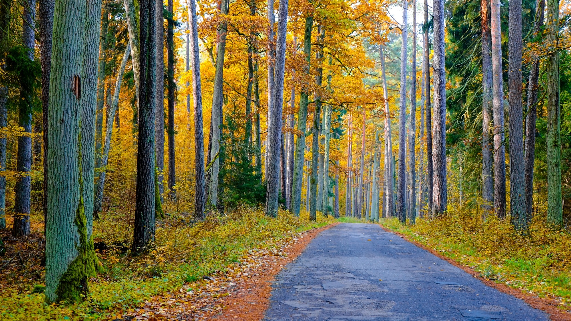 Kraina jesieni - zdjęcie 13