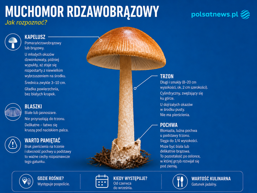 Muchomor rdzawobrązowy – jak rozpoznać i czy warto zbierać