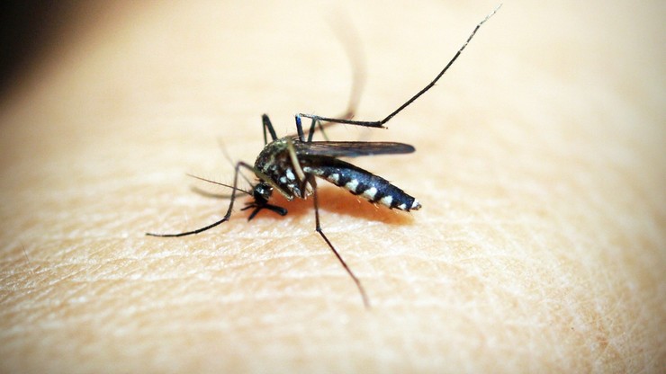 Węgrzy chcą przeciwdziałać kolejnym pandemiom. Tworzą mapę występowania groźnych komarów