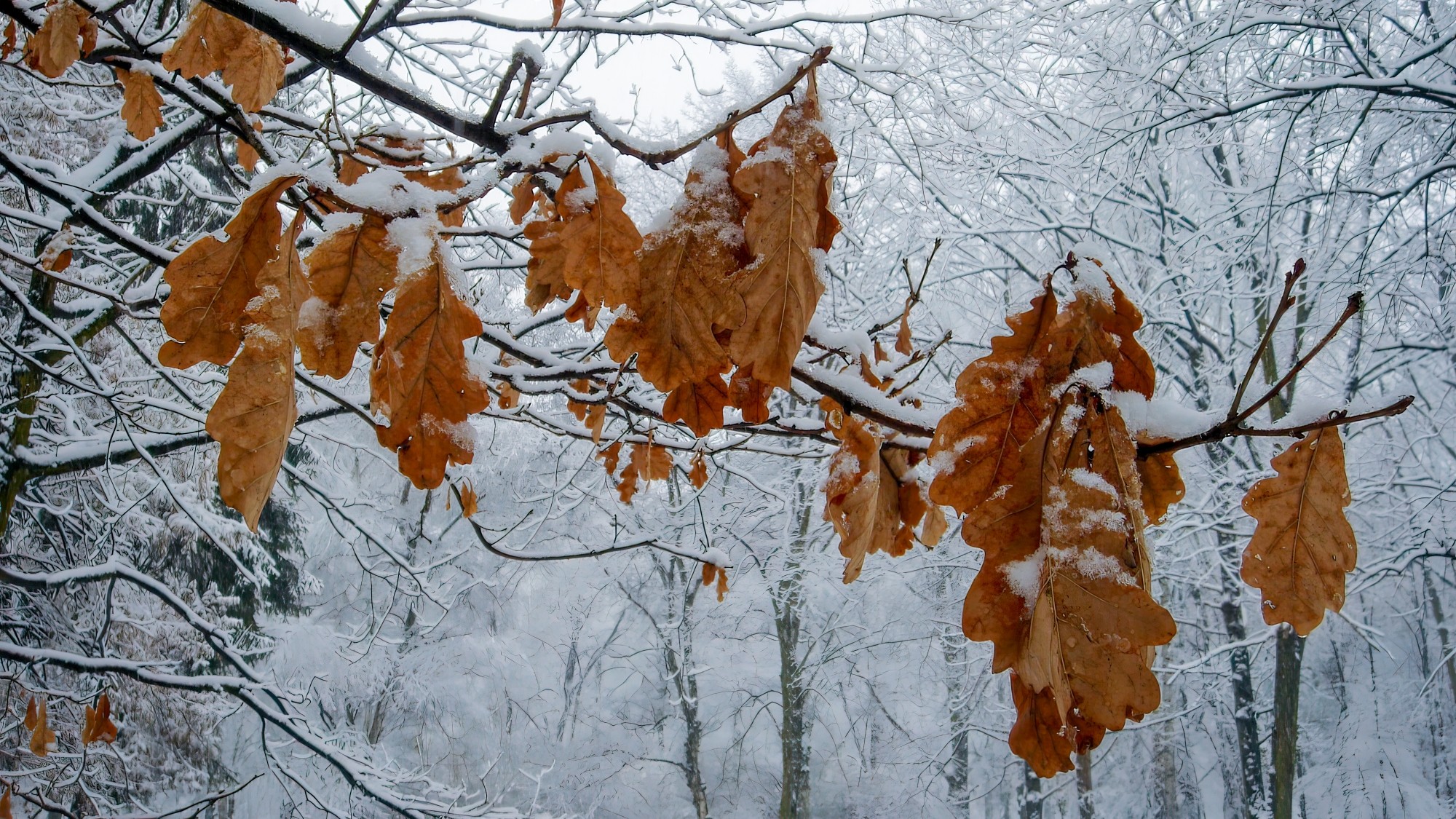 Śnieżne zimy sprzed lat - zdjęcie 16