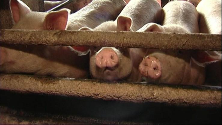Bez zgody Polski rozszerzono strefę ochronną w związku z afrykańskim pomorem świń