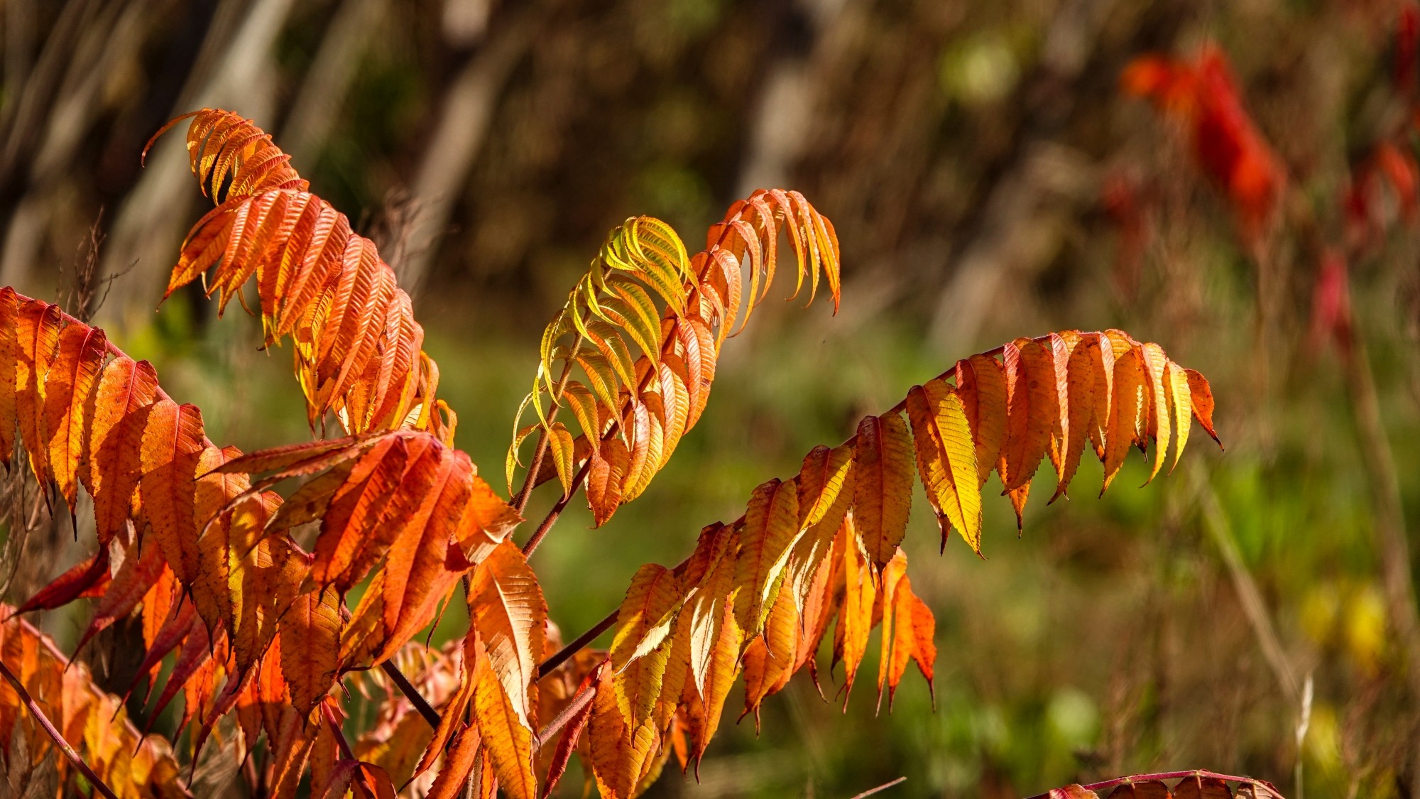 Wszystkie barwy jesieni - zdjęcie 15