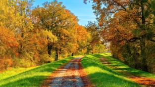 05.11.2023 05:59 Polska jesień zapiera dech kolorami. Zobacz najpiękniejsze miejsca w naszych parkach
