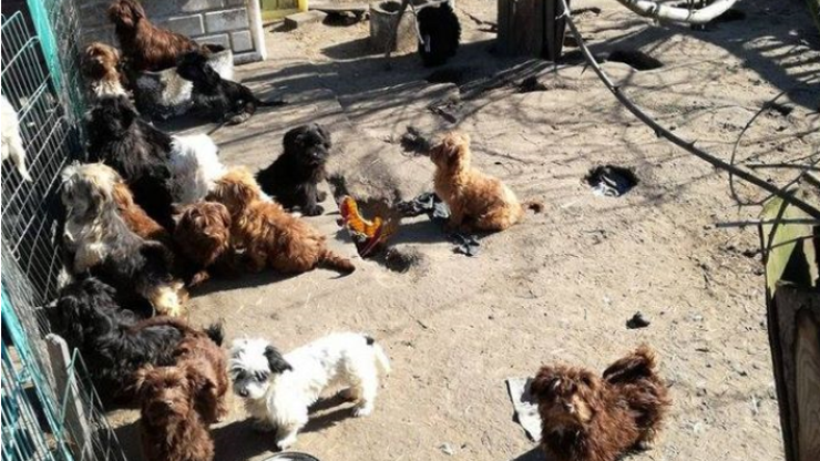 Ponad 100 psów w ciasnych, brudnych klatkach, bez dostępu do wody. Wyrok dla właścicielki "hodowli"
