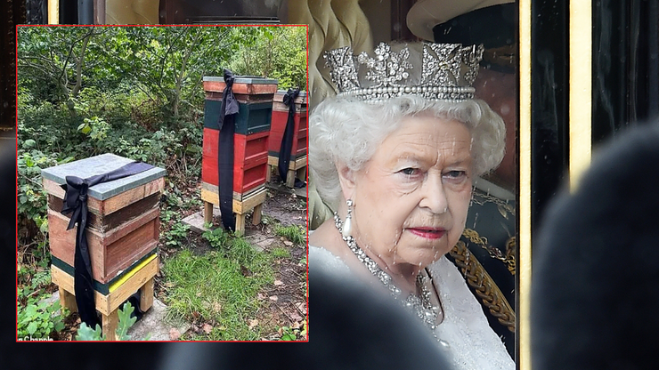Wielka Brytania. Pszczoły królowej zostały poinformowane o jej śmierci