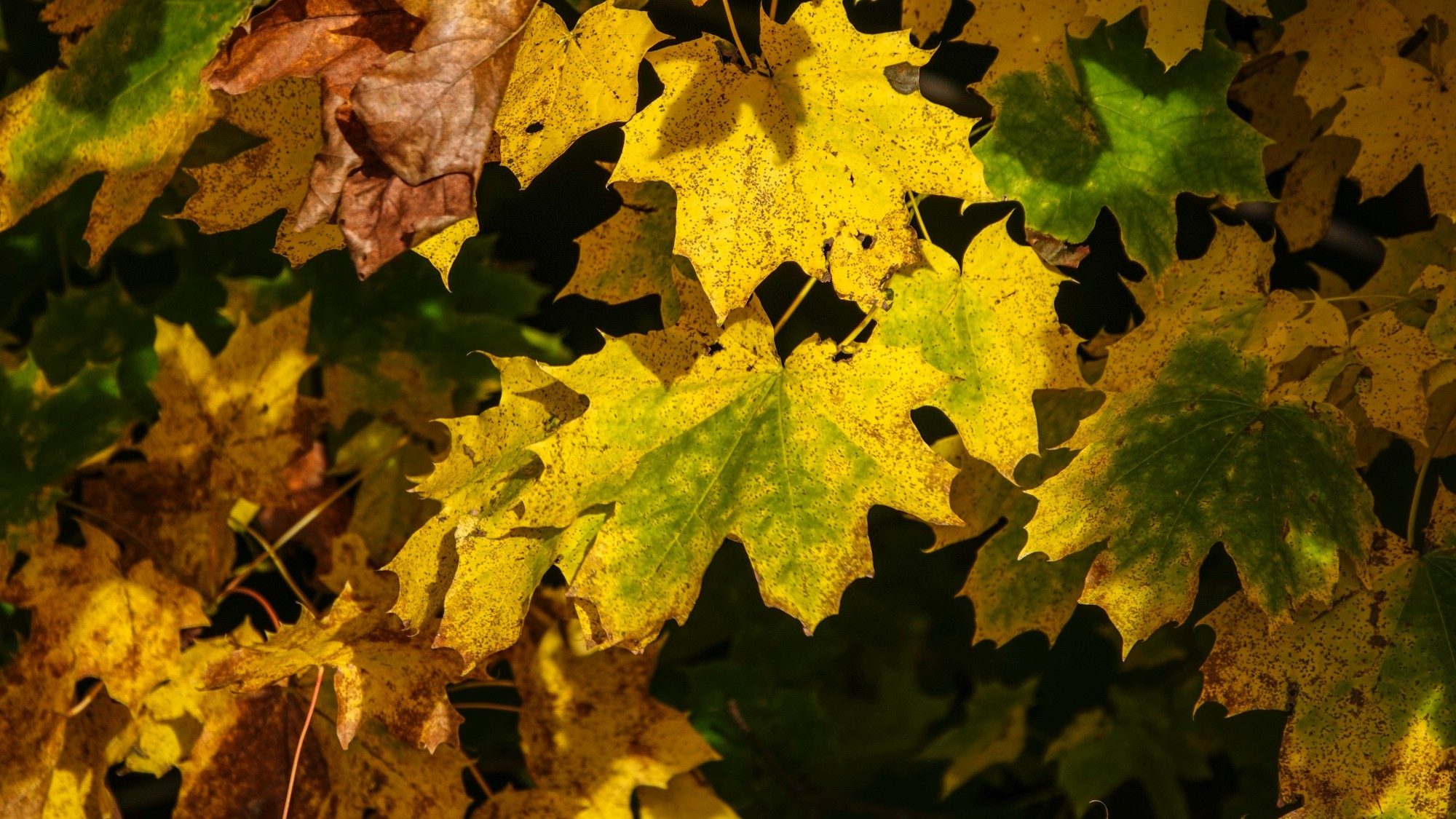 Wszystkie barwy jesieni - zdjęcie 65