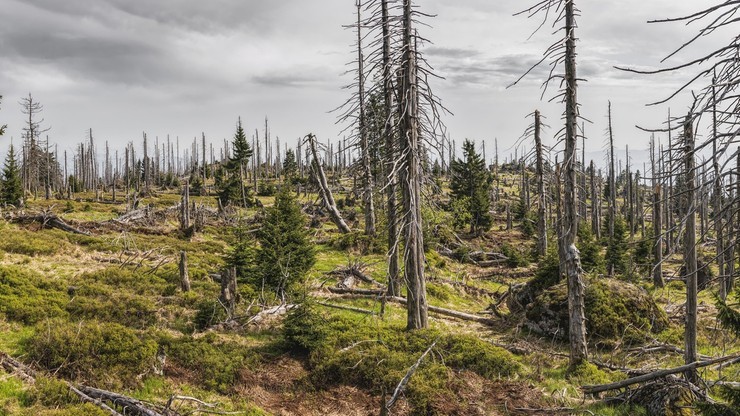 Raport: Około jedna trzecia gatunków drzew na świecie zagrożona wyginięciem