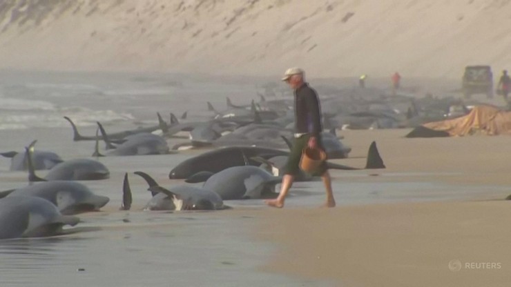 Australia. Około 230 waleni morze wyrzuciło na brzeg Tasmanii. Połowa może już nie żyć
