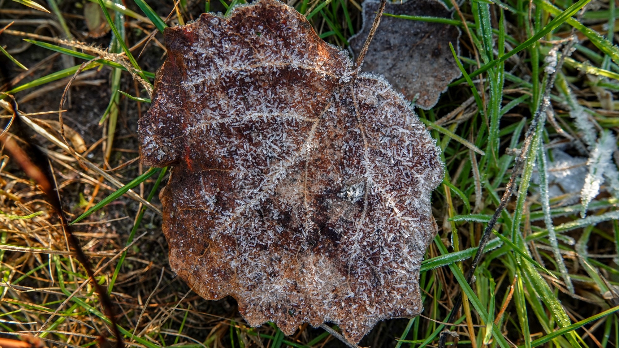 Szron pod lupą - zdjęcie 15