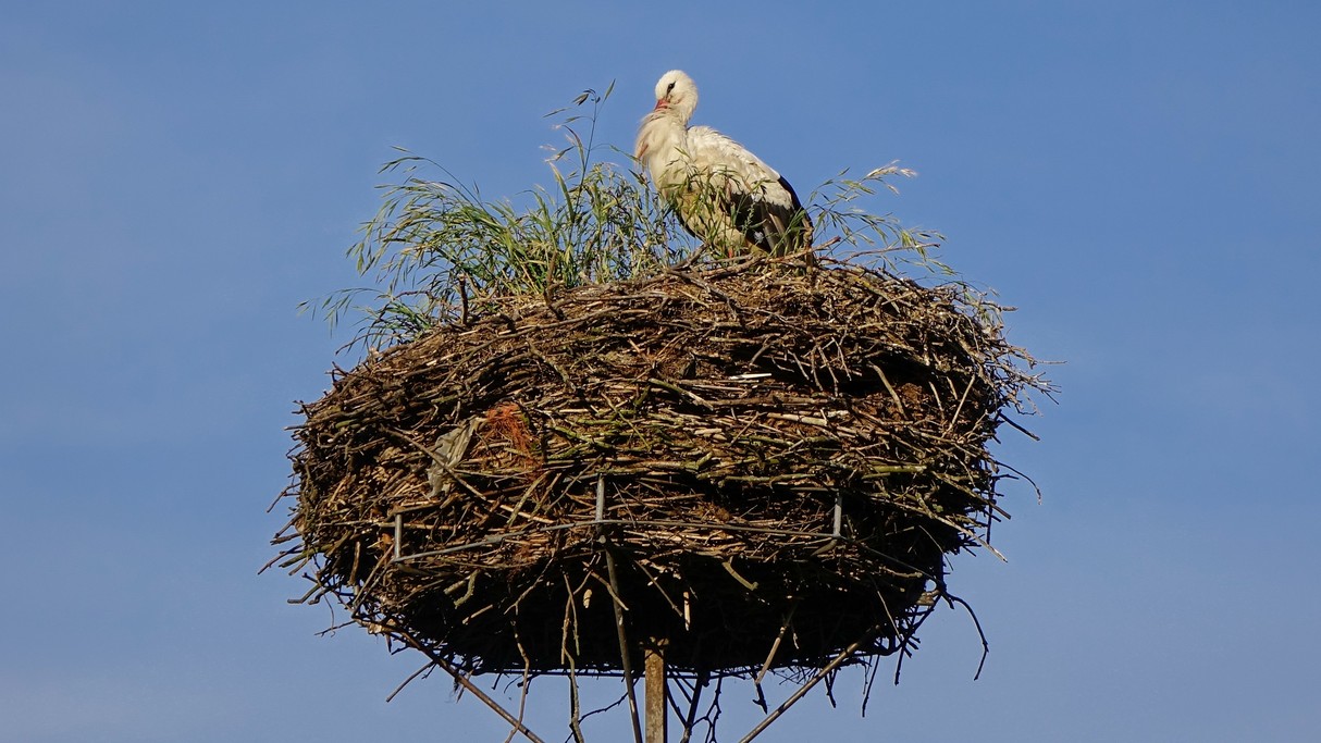 Bociania wioska - zdjęcie 30