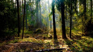 22.03.2023 06:01 Relaksacyjny spacer po lesie o zachodzie słońca. Posłuchaj kojących dźwięków polskiej natury