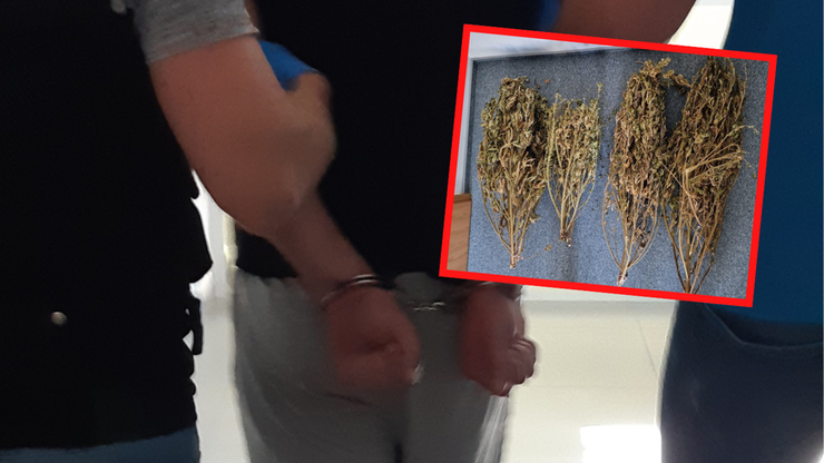 Sejny. Policja znalazła 3 kg marihuany. Post ze zdjęciami hitem internetu