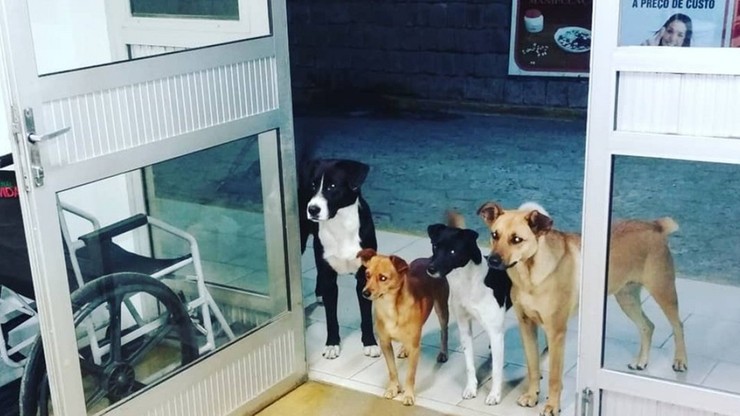Bezdomny trafił do szpitala, jego cztery psy czekały na niego przed wejściem całą noc