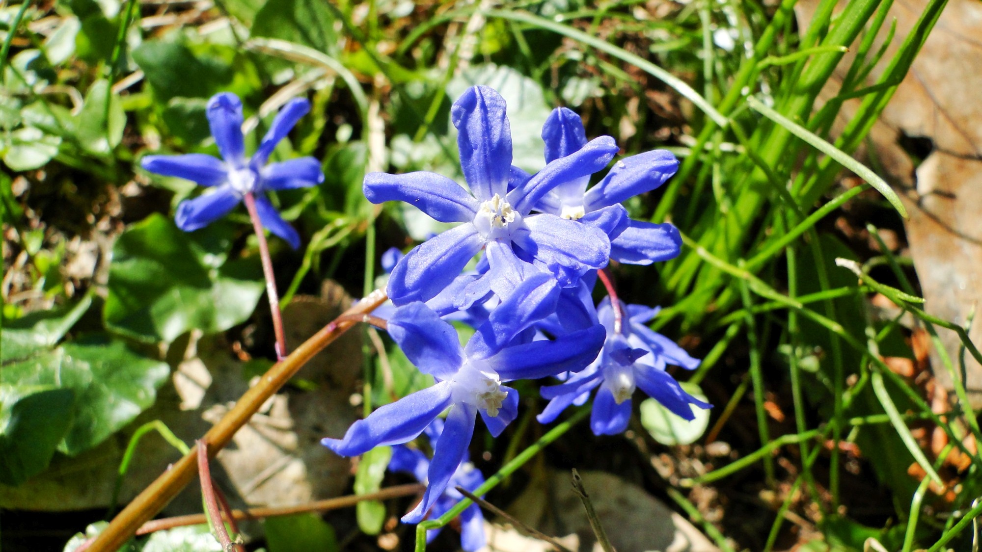 Wiosna radosna - zdjęcie 37