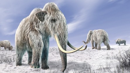 Na Syberii powstaje pierwszy na świecie park mamutów i innych wymarłych zwierząt