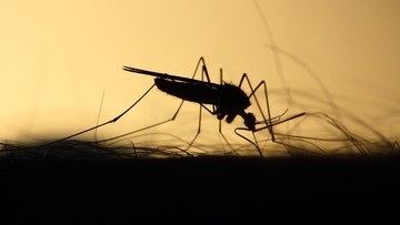 Komary odporne na zimno dotarły do Europy