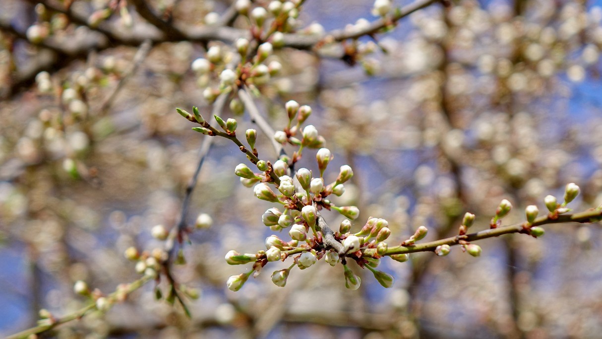 Kwiecień w obiektywie - zdjęcie 40