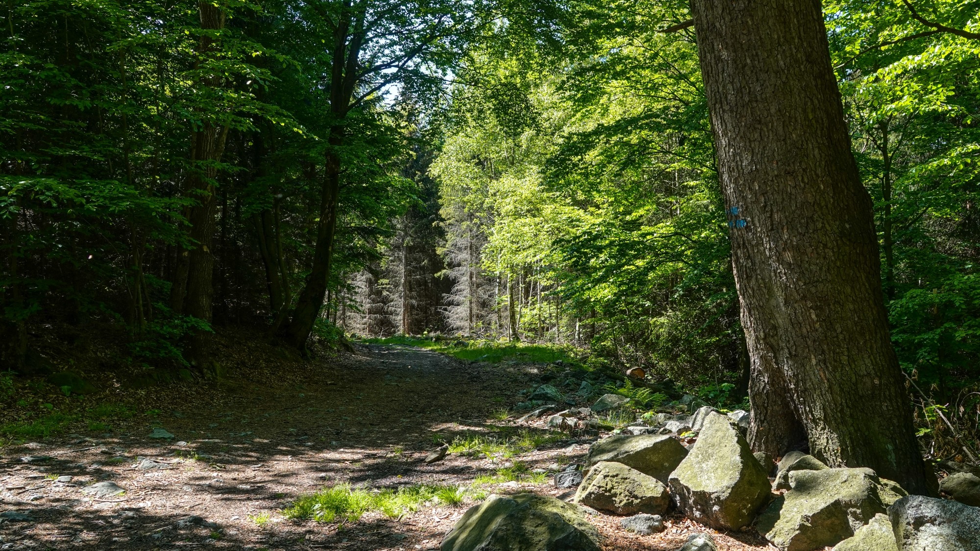 Całe piękno późnej wiosny - zdjęcie 38