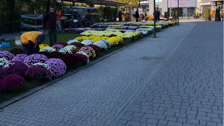 Miasta pomagają sprzedawcom kwiatów. Odkupują towar, zwalniają z opłat