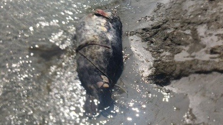 Kolejne dwie martwe foki znalezione nad Bałtykiem. Jedna była owinięta linkami