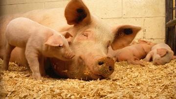 Świnie w zamkniętych pomieszczeniach. Zaostrzone przepisy w związku z afrykańskim pomorem świń