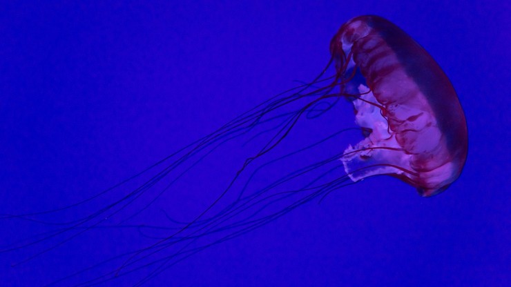 Gigantyczne meduzy u wybrzeży Hiszpanii. Wywołały przerażenie
