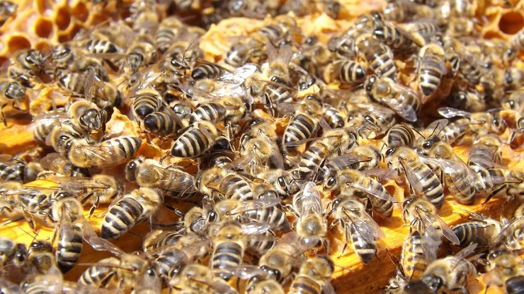 Złodziej-pszczelarz okradał ule. Zabierał pszczoły matki, żeby wzmocnić własną pasiekę