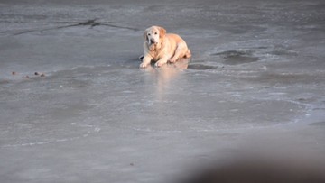 Labrador utknął na zamarzniętym jeziorze. Film z akcji ratunkowej zachwycił internautów